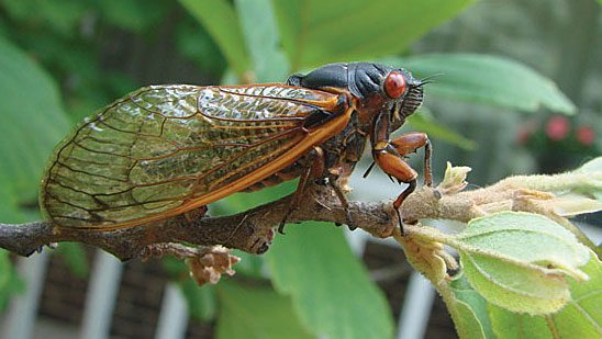 Birds are less abundant when periodic cicadas emerge