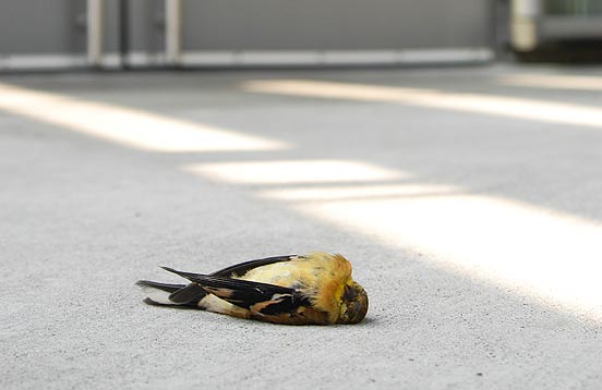 american goldfinch killed by window strike