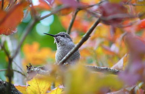 hummingbird in fall foliage
