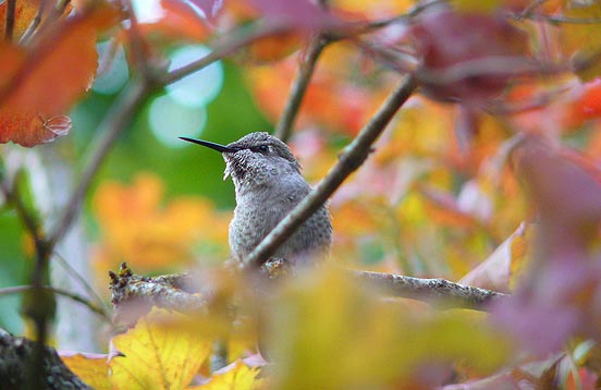 hummingbird in fall foliage