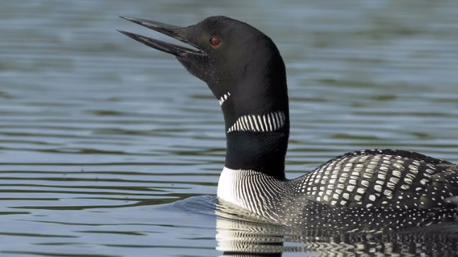 common loon calling