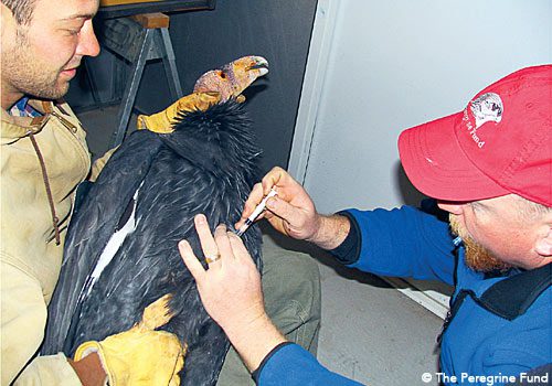 Treating condors with a technique called chelation therapy is a difficult and painstaking procedure. In January 2008, California banned lead ammunition within the condor's range.