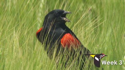 red-winged blackbird behavior