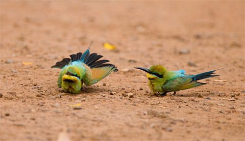 Dust-bathing Rainbow Bee-eaters were Marie Read's first Australian rainbows