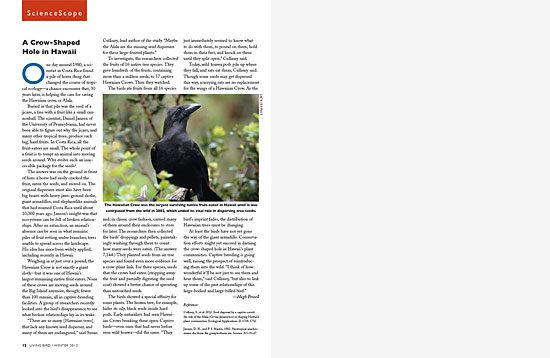 The importance of crows in the ecosystem of Hawaii