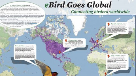eBird goes global