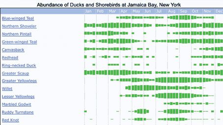 Land managers can use eBird data to understand how different species use New York’s Jamaica Bay at different times of the year. The thickness of the green lines shows average abundance as it changes from week to week each month.