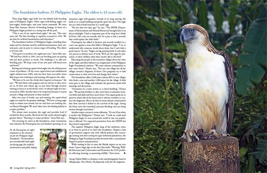 World's Rarest Eagle: Philippine Eagle