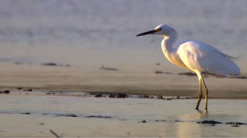 egret along mississippi delta