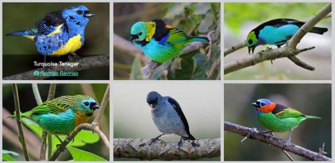 fancy elaborate showy plumage in tanagers, birds of the tropics