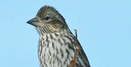 ID Tips for Tricky Finches