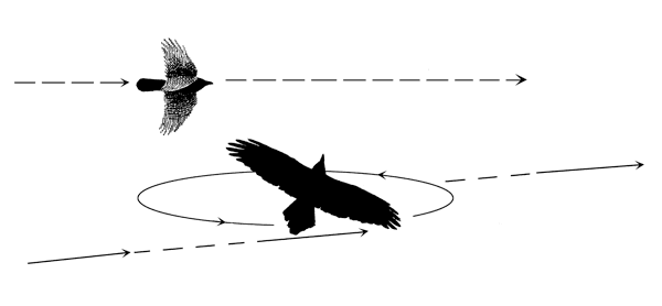 crow versus raven flight style