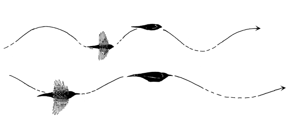 songbird flight styles undulating