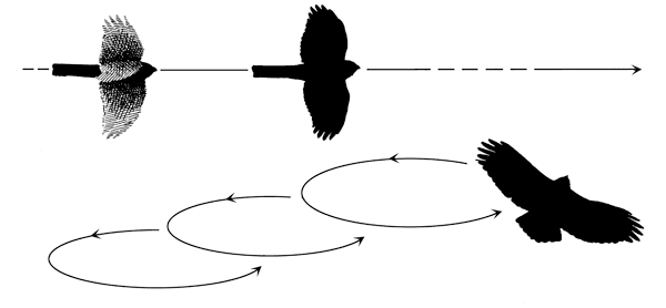 hawk raptor flight styles