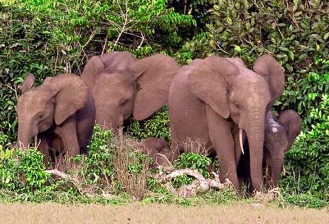 Forest elephants.