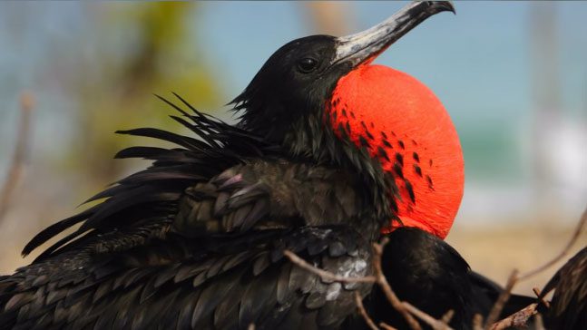 magnificent frigatebird display