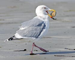 The Glaucous-winged Gull is a large gull found on the Pacific coast, has a light gray mantle, with wing tips that are only slightly darker than the mantle.