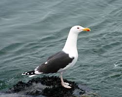 The Great Black-backed Gull is the largest gull, inhabiting the north Atlantic coast, has a nearly black mantle, black wing tips and pink legs.