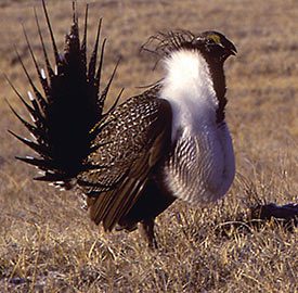 Greater Sage-Grouse