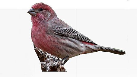 How to Identify the 3 Red Finches: Cassin's, House, and Purple