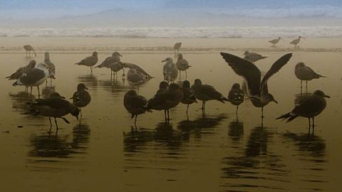 gulls on central California beach
