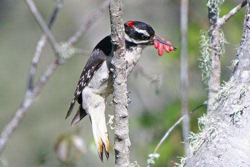 hairy woodpecker digiscoped