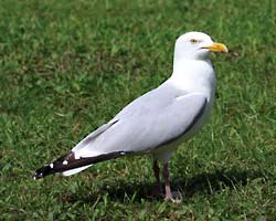 The Herring Gull is a large gull found across North America, is similar with black wing tips.