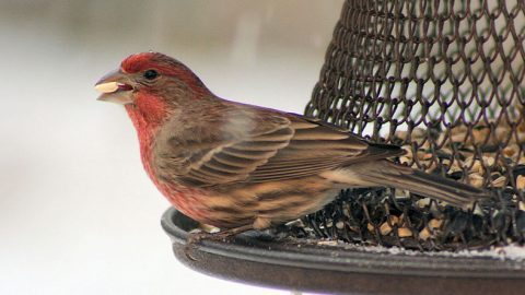 House Finch at feeder