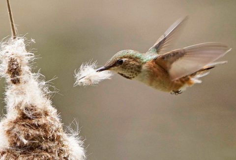 hummingbird gathers nest material