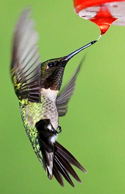 hummingbird by jason means