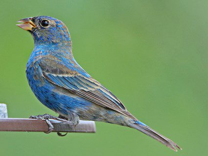 winter/spring immature male indigo bunting molting