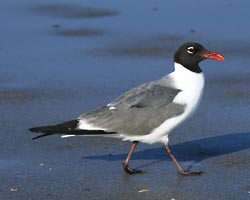 Laughing Gulls are a medium-sized gull of the Atlantic and Gulf coasts, has a dark gray mantle, black head in the summer, black wing tips, and deep red bill.