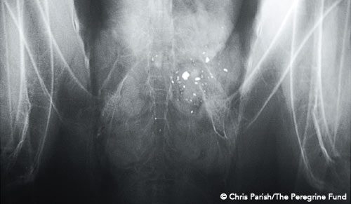 This is an X-ray of a California Condor that was suffering from lead poisoning symptoms. The X-ray clearly shows the bird had eaten lead bullet fragments.