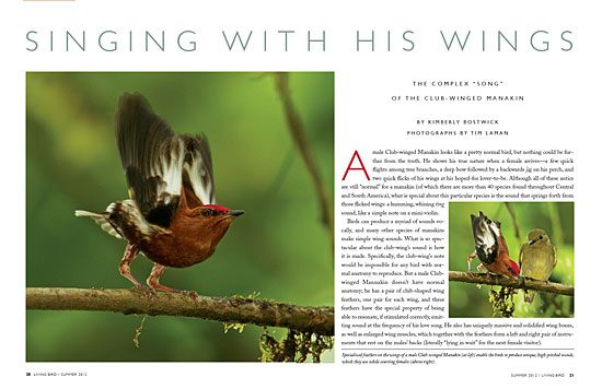 How the Club-winged Manakin uses its wings to create sound.