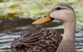 identifying hybrid Mottled Ducks