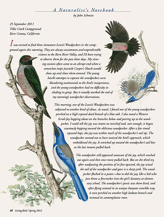 Naturalist's Notebook: Lewis's Woodpecker and Western Scrub Jay