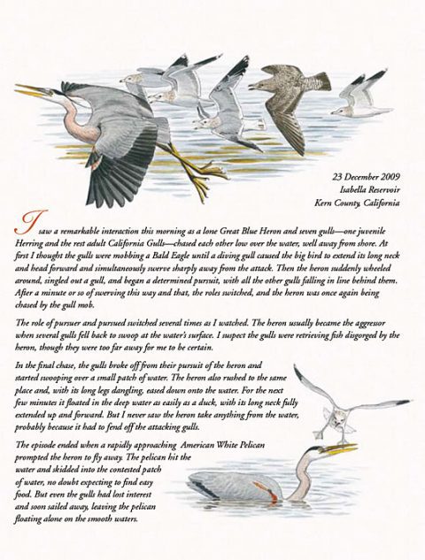 heron fights off gulls