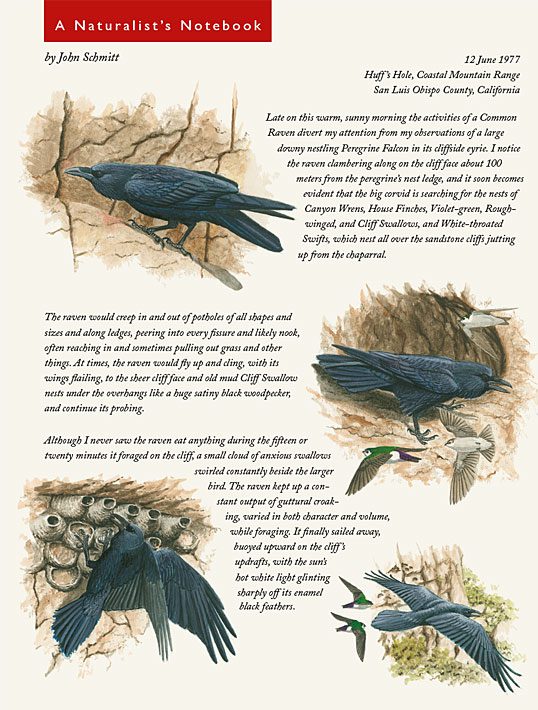 Naturalist's Notebook about ravens raiding nests.