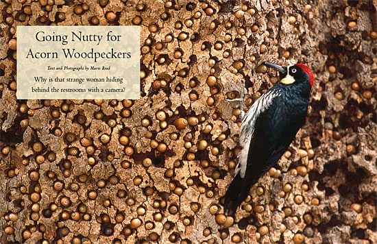 photogenic Acorn Woodpecker