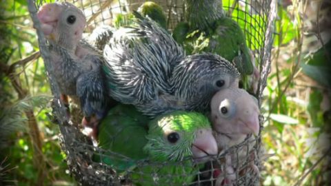 green-rumped parrotlet chicks