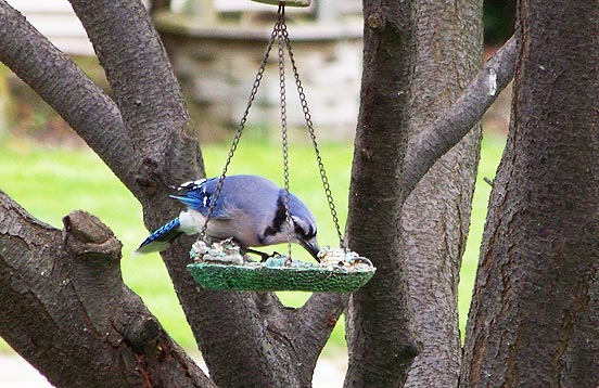 blue jay at feeder
