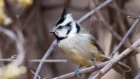 bridled titmouse by Bryan J. Smith