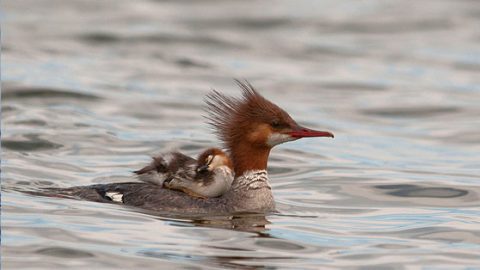 common merganser and chick by Prichardr