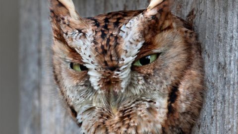 eastern screech-owl by Kurt Hasselman