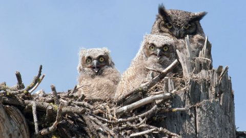 great horned owls by Christine Haines
