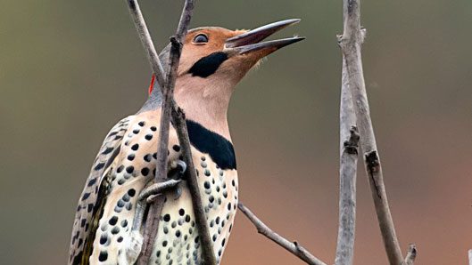 northern flicker by kelly colgan azar
