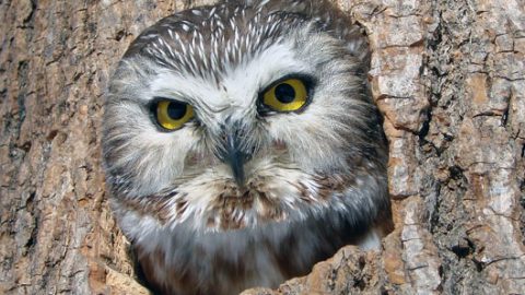 northern saw-whet owl by Laura Erickson
