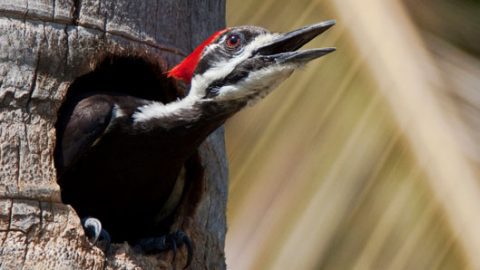 Pileated woodpecker by Kurt Hasselman