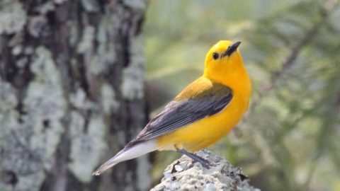 prothonotary warbler by Richard Gibbons