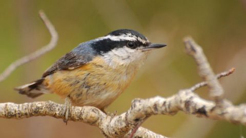 red-breasted nuthatch by Ron Kube